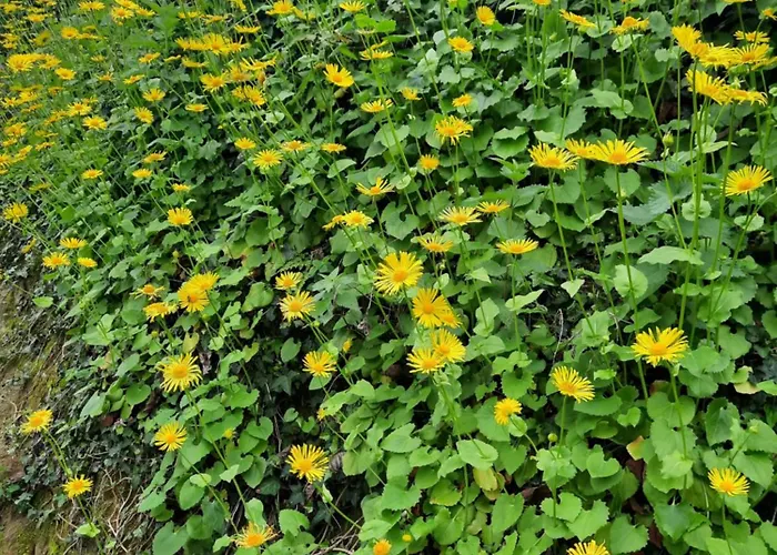 Guesthouse Ndroq Pensión Ndroq