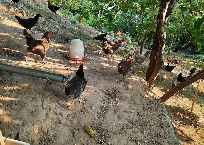 Pensión Guesthouse Ndroq *