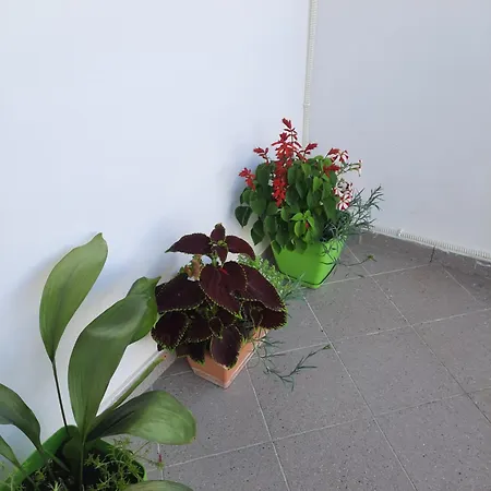 Guesthouse Aliu Ndroq Ndroq